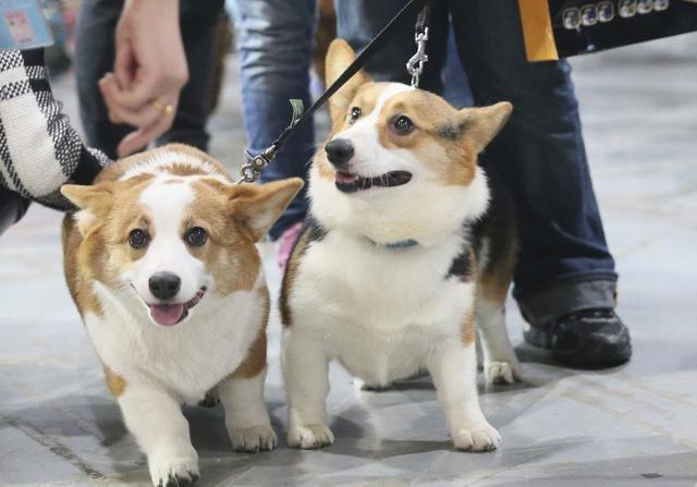 自从养了柯基犬，生活全变了样，但是幸福指数很高