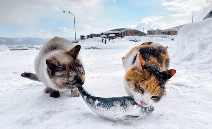 零下十几度的北海道冬天，流浪猫们的生活居然这样的！网友：羡慕