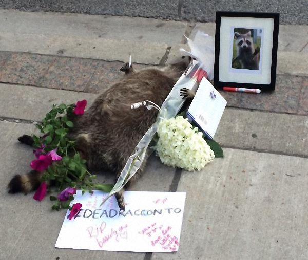一只浣熊死在了路上，这里市民的做法，让我们不能理解