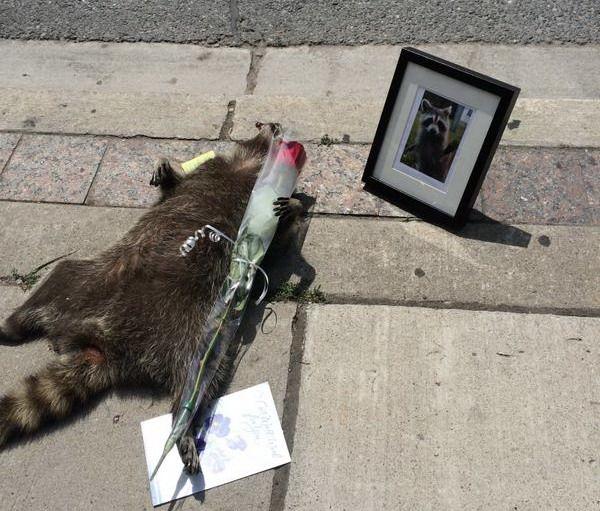 一只浣熊死在了路上，这里市民的做法，让我们不能理解