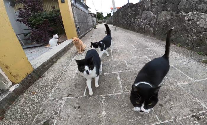 8只流浪猫“支配”一条街，大叔过路得给猫粮，机灵橘猫在家等他