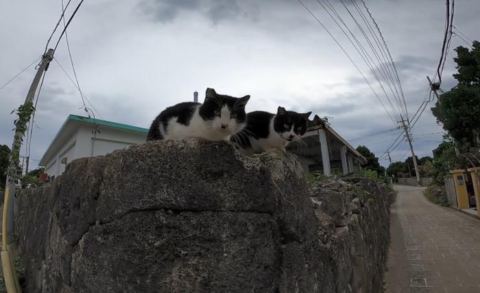 8只流浪猫“支配”一条街，大叔过路得给猫粮，机灵橘猫在家等他