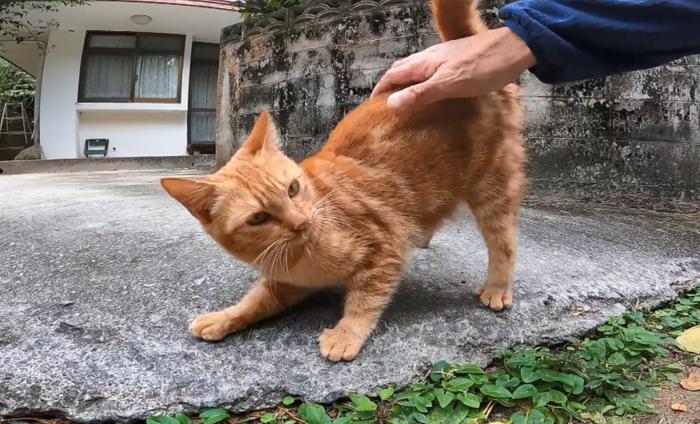 8只流浪猫“支配”一条街，大叔过路得给猫粮，机灵橘猫在家等他