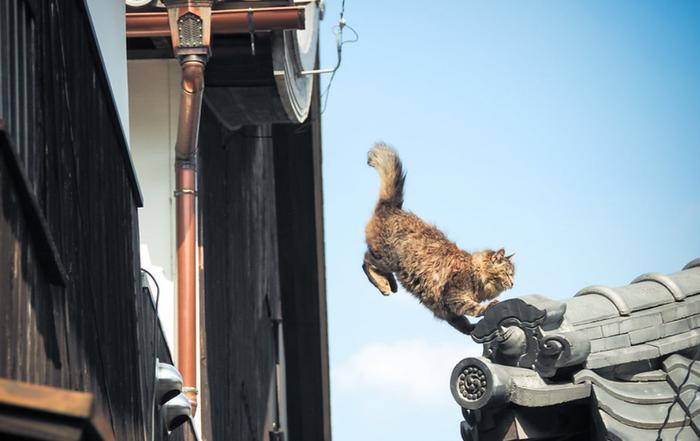 从高处掉下的猫咪没问题？6楼是界限，达到“终端速速”后有危险