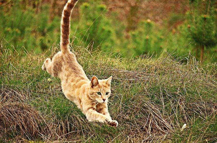 从高处掉下的猫咪没问题？6楼是界限，达到“终端速速”后有危险