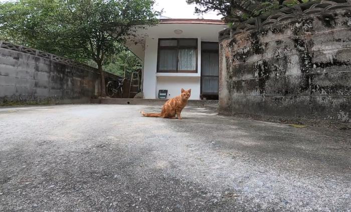 8只流浪猫“支配”一条街，大叔过路得给猫粮，机灵橘猫在家等他