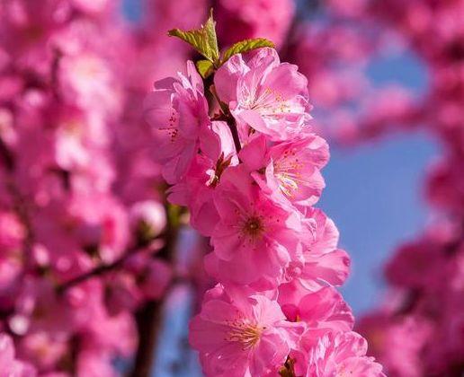 春天几种芳香型花卉，气味儿扑鼻，花色好看观赏价值高！