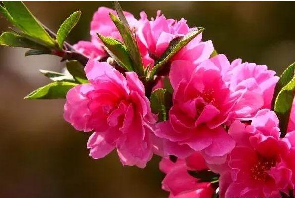 春天几种芳香型花卉，气味儿扑鼻，花色好看观赏价值高！