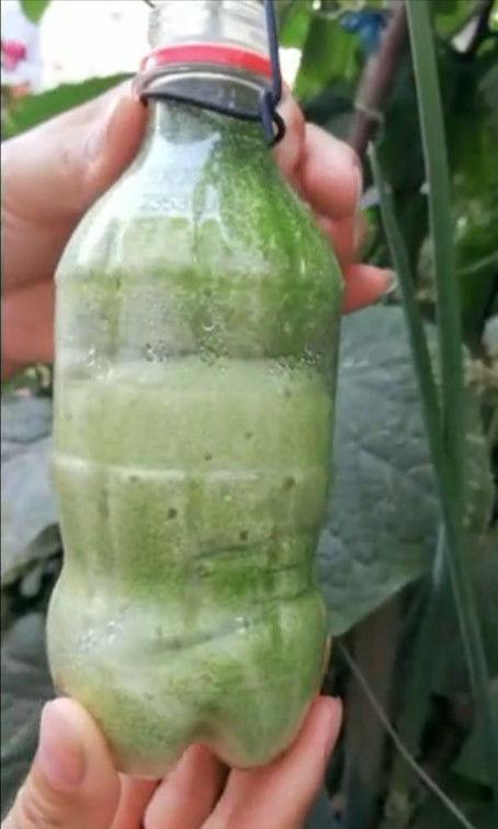 女子用饮料瓶子套住黄瓜，一个月后黄瓜长成了这样