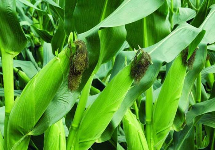 玉米种植，玉米生长发育和土壤水分的需求，你知道多少呢？