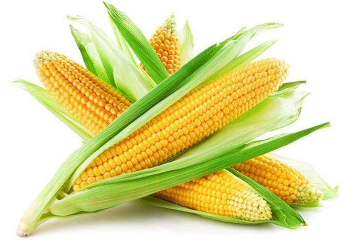 玉米种植，玉米生长发育和土壤水分的需求，你知道多少呢？