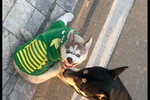 哈士奇和柴犬打架,每一张照片都是表情包,二哈:搞笑我从没输过