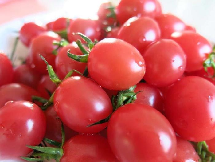 日光温室栽培樱桃番茄的技术，下面技术要掌握好，产量可观