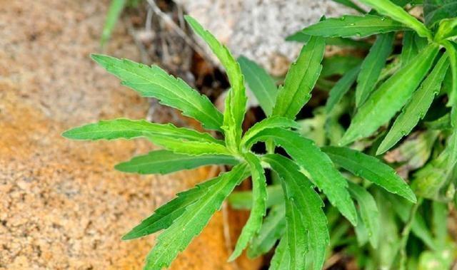 诗经里的植物｜你不知道的故事，农村常见的小蓬草