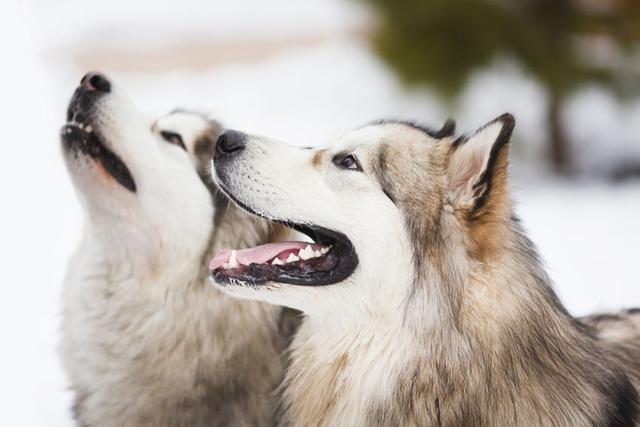 狗狗们是如何进行交流的？它们会用什么方式，去表达自己的情绪