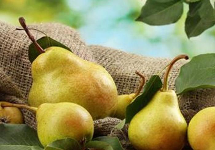 梨树种植，不同年龄时期的梨树修剪枝术，这里告诉你几点！