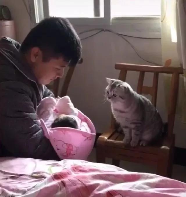 猫咪看到铲屎官怀里的小宝宝，一脸羡慕的想要摸摸
