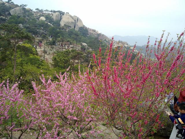 广东汕头最“灵验”的寺庙，隐藏禅林绿荫之中，游客有求必应？