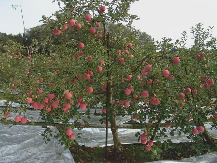 苹果常见树形及整形特点！