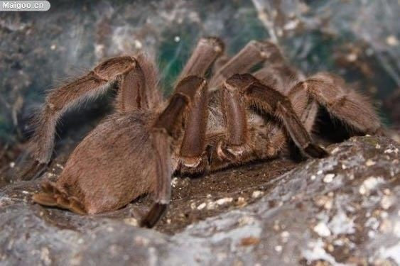 世界十大最恐怖毒蜘蛛，黑寡妇在列|毒液_新浪新闻