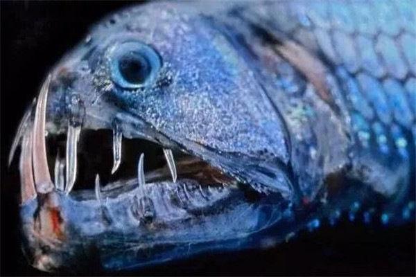 谁是最危险的鱼？食人鱼只能排第五，而它吸食血肉，号称吸血鬼！