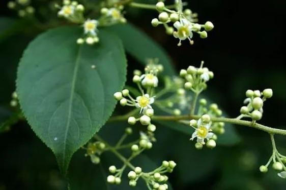 雷公藤的花,花期5-6月