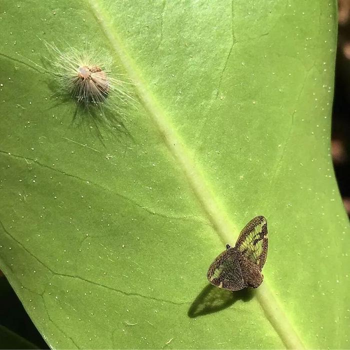 澳洲广翅蜡蝉若虫(上)与成虫(下)