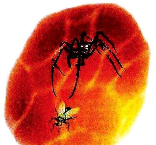 解读部编版四下课文《琥珀》：一个几千万年的故事