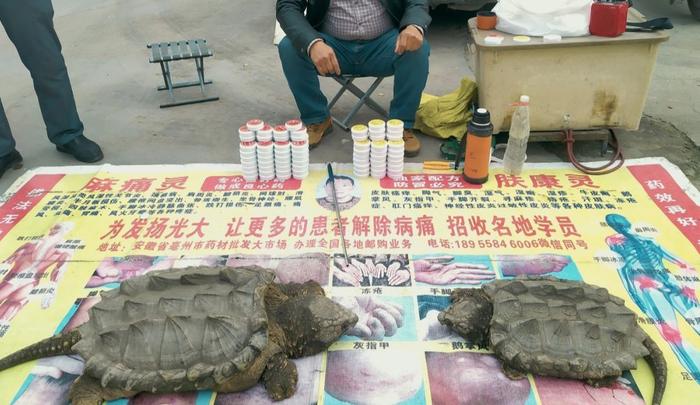 △街边随处可见的野生龟类,被宣称有治病神效 / 图虫