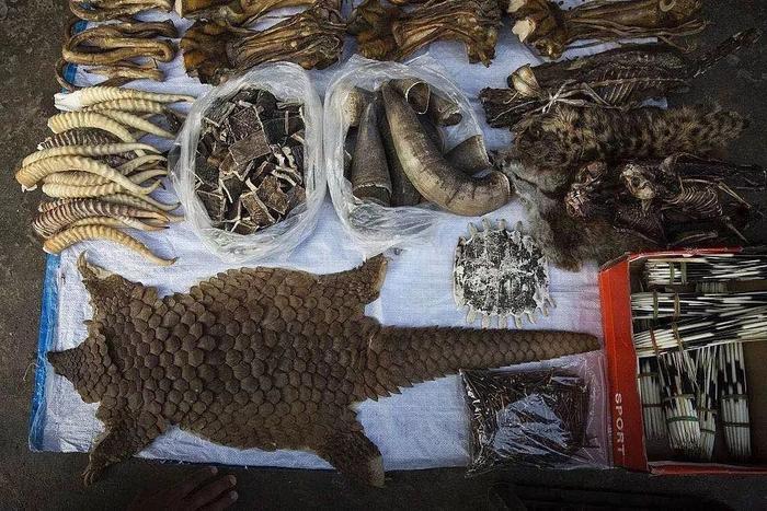 △东南亚各类野生动物制品 / Nature World News
