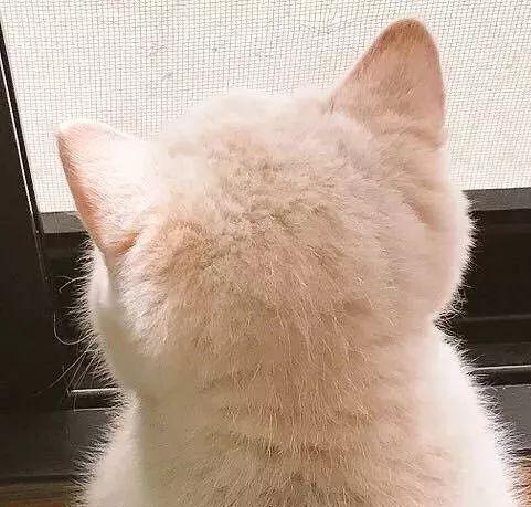 日本网友晒出的“猫咪图鉴”，凭什么走红了ins？