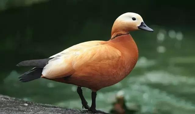 一身金黄色的“鸭子”，赤麻鸭其实是一种鸟