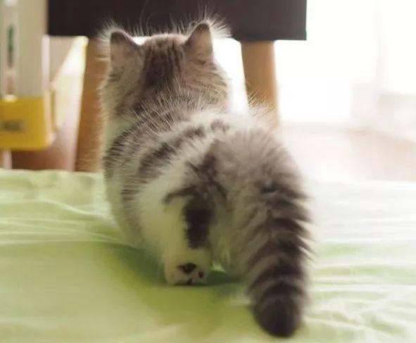 日本网友晒出的“猫咪图鉴”，凭什么走红了ins？