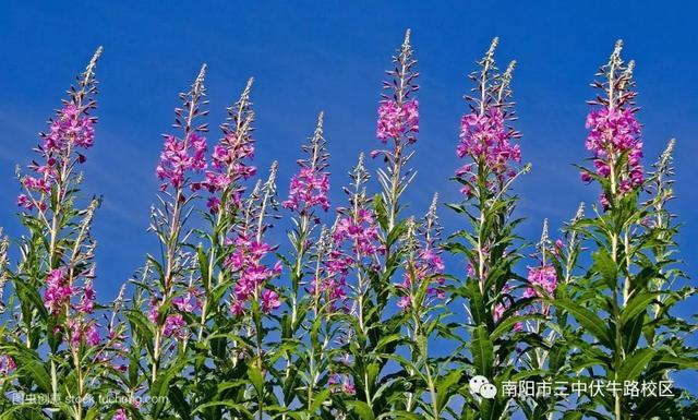 南阳市三中伏牛路校区：面对新冠疫情肆虐，调节心理我们有招