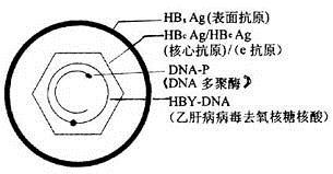 抑制乙肝病毒，大三阳转小三阳，保健品可否取代抗病毒？