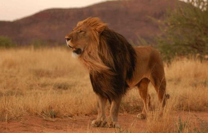 狮子VS老虎实力大比拼: 谁才是万兽之王? 谁更帅?