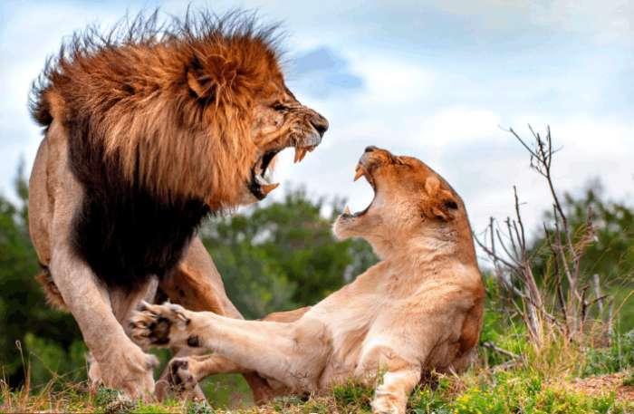 狮子VS老虎实力大比拼: 谁才是万兽之王? 谁更帅?