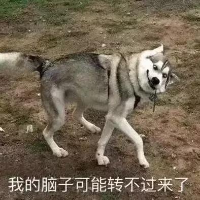 哈士奇不能成为“警犬”的5大原因，网友：你敢用吗？