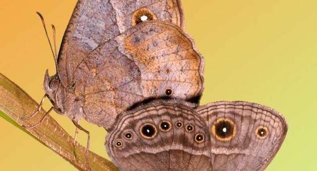 蝴蝶翅膀上的“眼睛”是可以改变大小的，这种能力是如何演化的