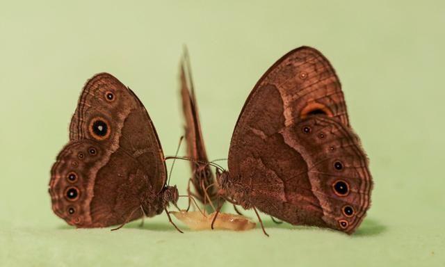 蝴蝶翅膀上的“眼睛”是可以改变大小的，这种能力是如何演化的