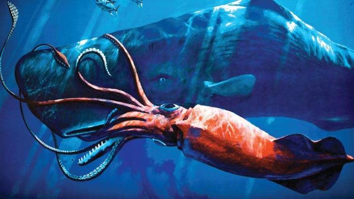 深海里最大的无脊椎动物，本可以打败抹香鲸，可惜还是太弱了