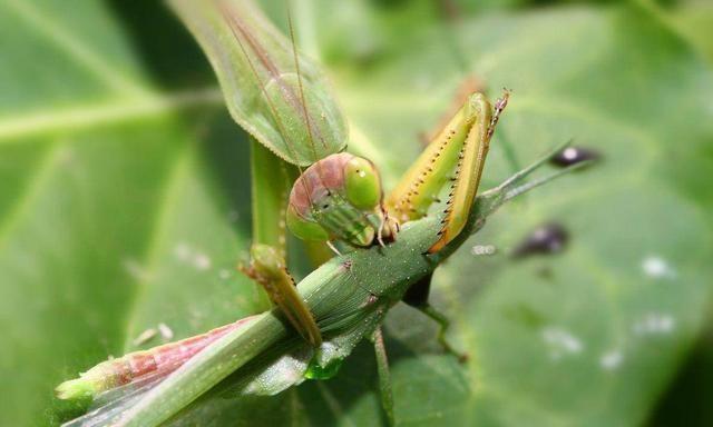 螳螂交配时，为什么母螳螂会吃掉丈夫，它们不怕雄性太少灭绝吗