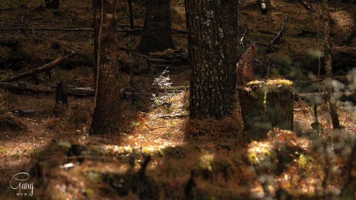 光影下的波密岗乡林芝云杉林，是森林秘境，被称为中国最美森林