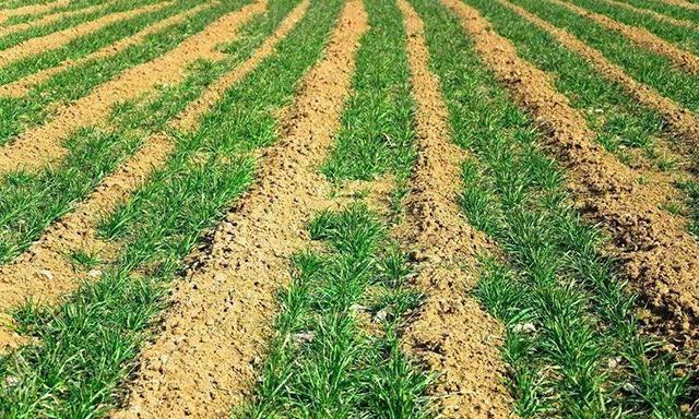 种植冬小麦采用深耕犁后，造成了冬小麦减产3成多，咋回事？