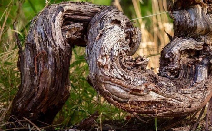 美国最“古老”的葡萄树，176岁的“老龄”，一年生产7吨葡萄