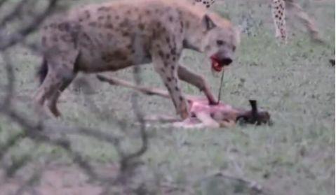 猎豹捕杀角马，鬣狗疯狂抢食开膛啃内脏，场面血腥，猎豹郁闷极了