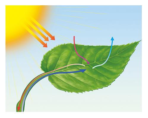 未来地球上的能源来自植物？科学家破解光合作用奥秘，获取新能源