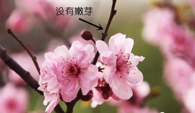 明媚春光里 樱红梨白桃杏梅花艳！别傻傻得分不清