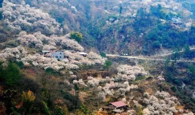 感受山林美食，李子柒隐居四川平武，发扬古典文化