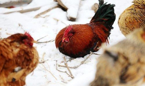 群鸡雪地为取暖秀“金鸡独立”，唯一公鸡挨个与每只母鸡秀恩爱